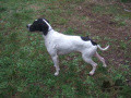 Pedigree RANGER DEL SARGIADAE Pedigree RANGER DEL SARGIADAE